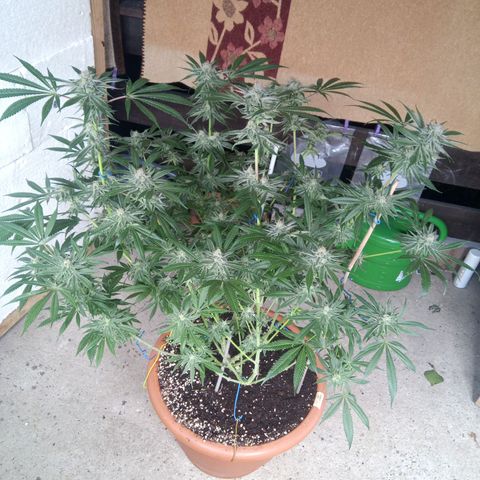 Seriotica a la GaNjaJoHnNaY growlog timeline photo