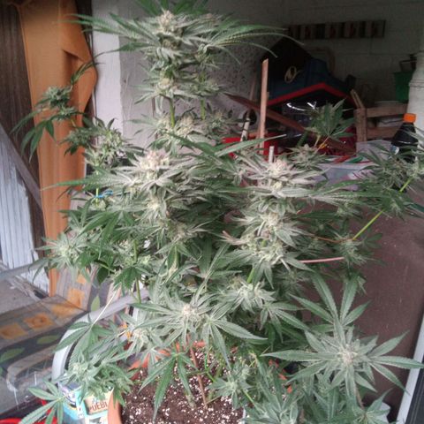 Seriotica a la GaNjaJoHnNaY growlog timeline photo