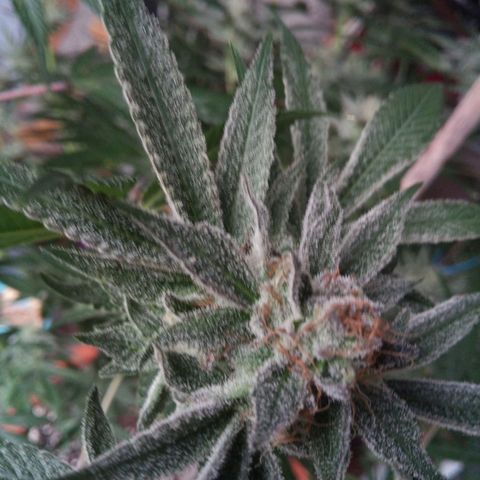 Seriotica a la GaNjaJoHnNaY growlog timeline photo