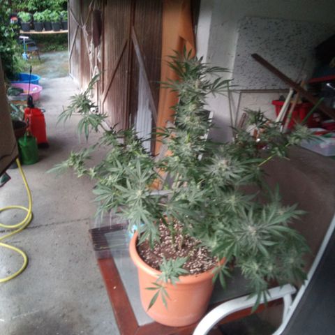 Seriotica a la GaNjaJoHnNaY growlog timeline photo