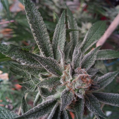 Seriotica a la GaNjaJoHnNaY growlog timeline photo