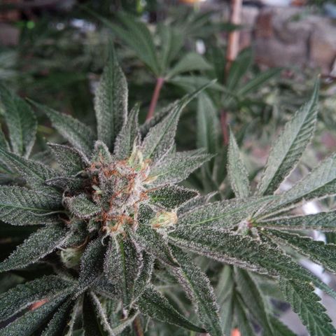 Seriotica a la GaNjaJoHnNaY growlog timeline photo