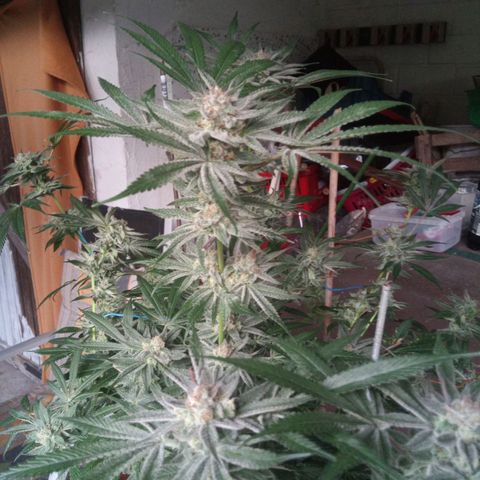 Seriotica a la GaNjaJoHnNaY growlog timeline photo