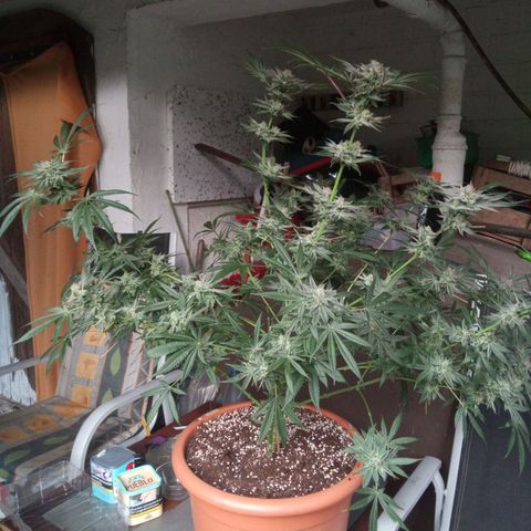 Seriotica a la GaNjaJoHnNaY growlog timeline photo