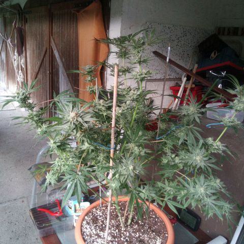 Seriotica a la GaNjaJoHnNaY growlog timeline photo