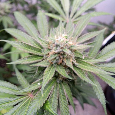 Seriotica a la GaNjaJoHnNaY growlog timeline photo