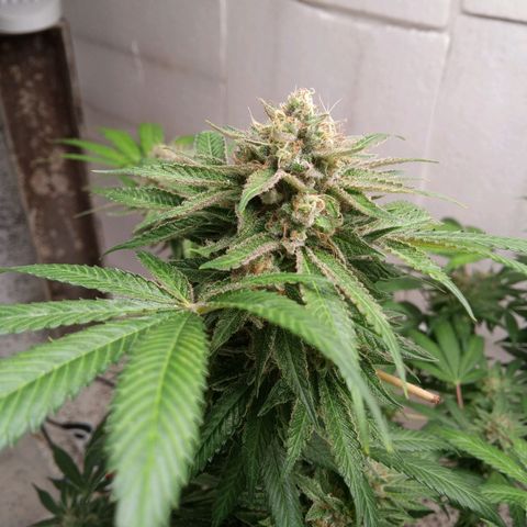 Seriotica a la GaNjaJoHnNaY growlog timeline photo