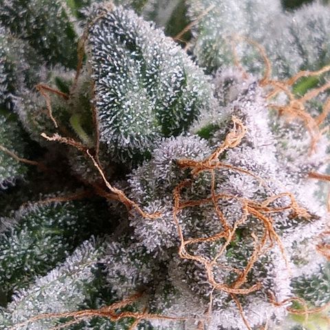 Seriotica a la GaNjaJoHnNaY growlog timeline photo