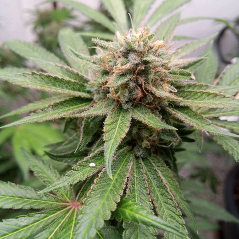 Seriotica a la GaNjaJoHnNaY growlog timeline photo