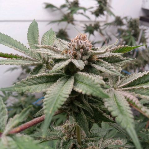 Seriotica a la GaNjaJoHnNaY growlog timeline photo