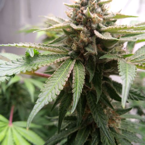 Seriotica a la GaNjaJoHnNaY growlog timeline photo