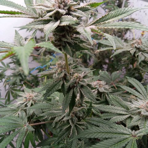 Seriotica a la GaNjaJoHnNaY growlog timeline photo