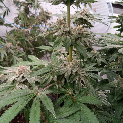 Seriotica a la GaNjaJoHnNaY growlog timeline photo