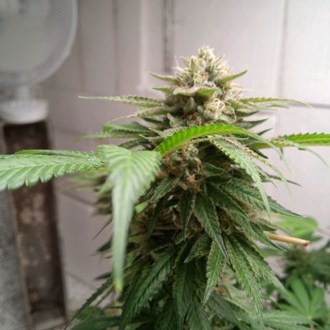 Seriotica a la GaNjaJoHnNaY growlog timeline photo