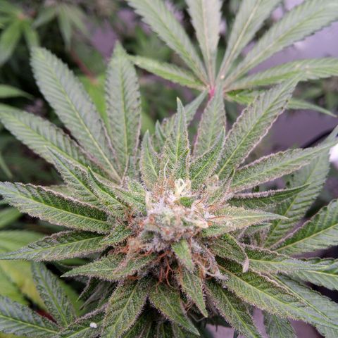 Seriotica a la GaNjaJoHnNaY growlog timeline photo