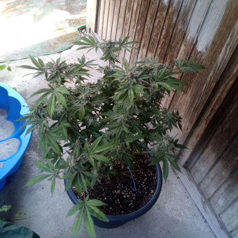 Seriotica a la GaNjaJoHnNaY growlog photo: #6