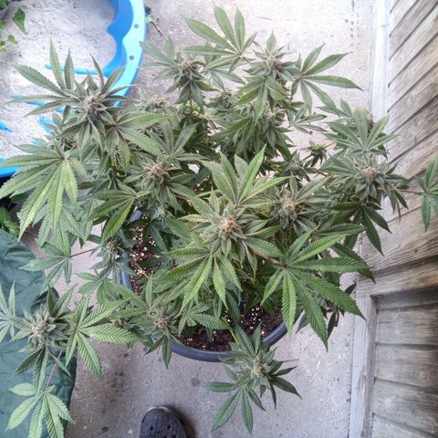 Seriotica a la GaNjaJoHnNaY growlog photo: #6