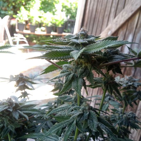 Seriotica a la GaNjaJoHnNaY growlog photo: #6