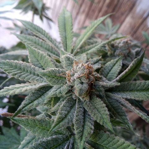 Seriotica a la GaNjaJoHnNaY growlog photo: #6