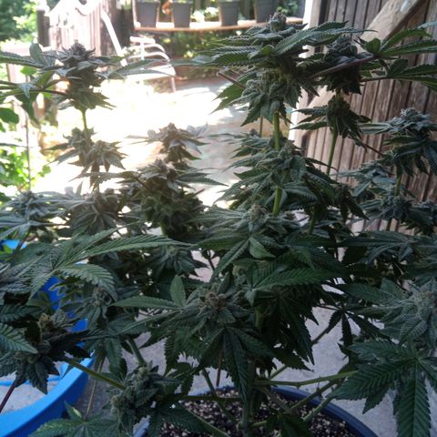 Seriotica a la GaNjaJoHnNaY growlog photo: #6