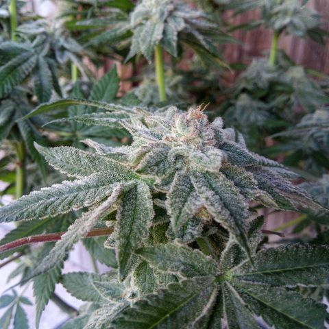 Seriotica a la GaNjaJoHnNaY growlog photo: #1