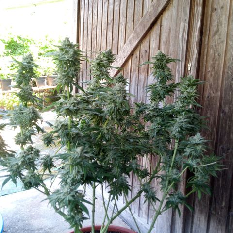 Seriotica a la GaNjaJoHnNaY growlog photo: #1