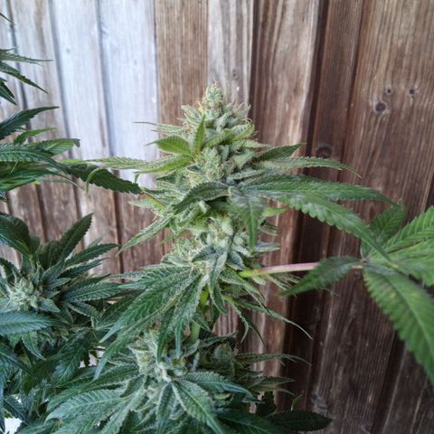 Seriotica a la GaNjaJoHnNaY growlog photo: #1