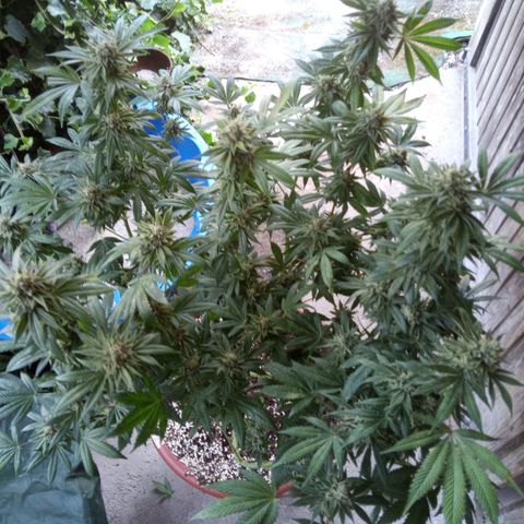 Seriotica a la GaNjaJoHnNaY growlog photo: #1