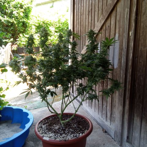 Seriotica a la GaNjaJoHnNaY growlog photo: #1