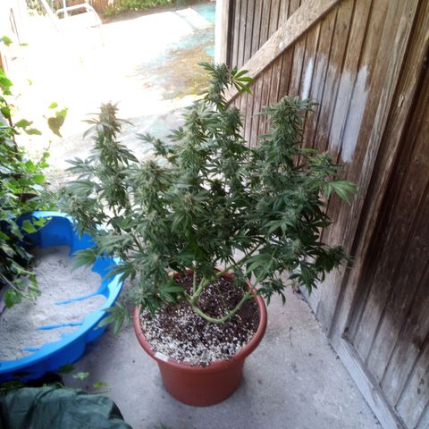 Seriotica a la GaNjaJoHnNaY growlog photo: #1
