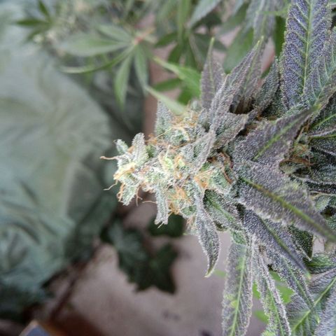 Seriotica a la GaNjaJoHnNaY growlog photo: letzte