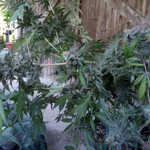 Seriotica a la GaNjaJoHnNaY growlog photo: letzte