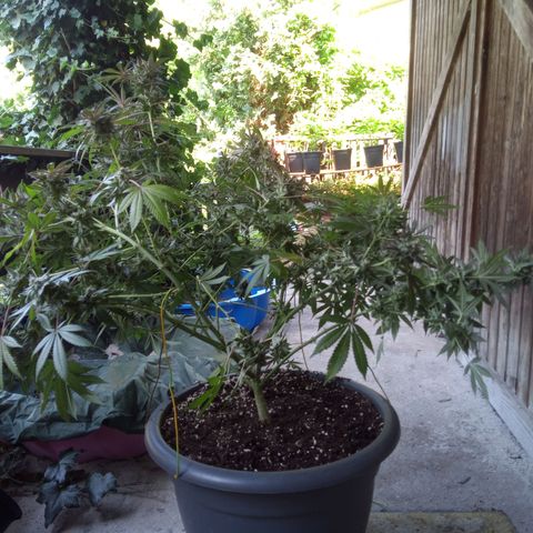 Seriotica a la GaNjaJoHnNaY growlog photo: letzte