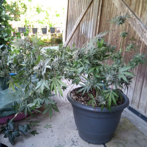 Seriotica a la GaNjaJoHnNaY growlog photo: letzte