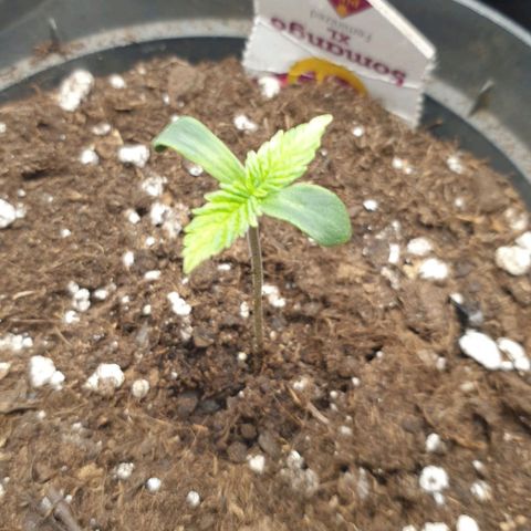 Somango XL Flo -63 ☆-9 S growlog timeline photo