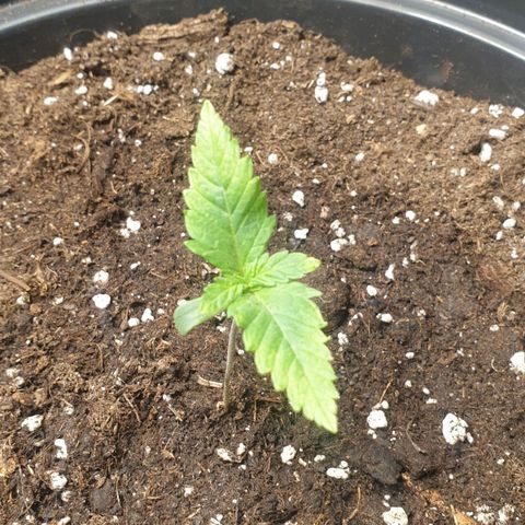 Somango XL Flo -63 ☆-9 S growlog timeline photo