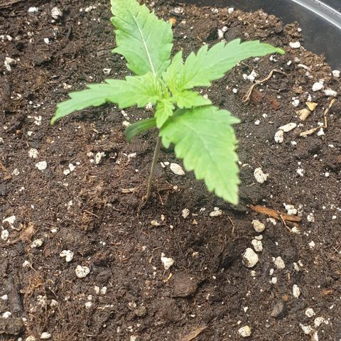 Somango XL Flo -63 ☆-9 S growlog timeline photo