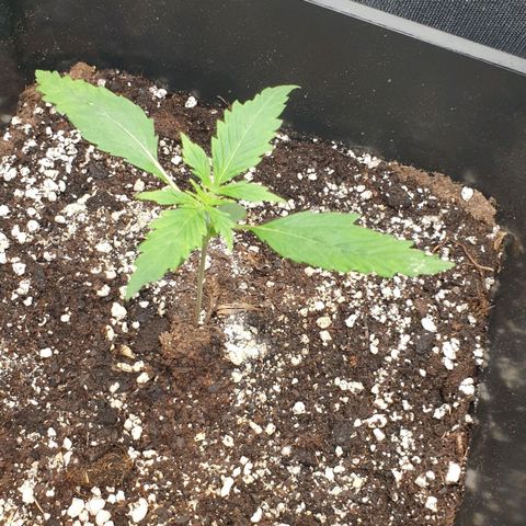 Royal Critical Automatic Flo -50☆7S growlog timeline photo