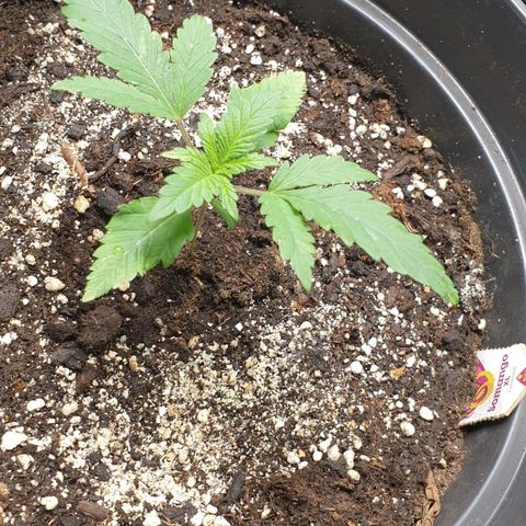 Somango XL Flo -63 ☆-9 S growlog timeline photo