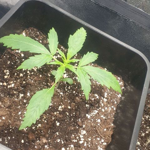 Royal Critical Automatic Flo -50☆7S growlog timeline photo