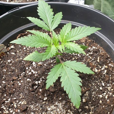 Somango XL Flo -63 ☆-9 S growlog timeline photo