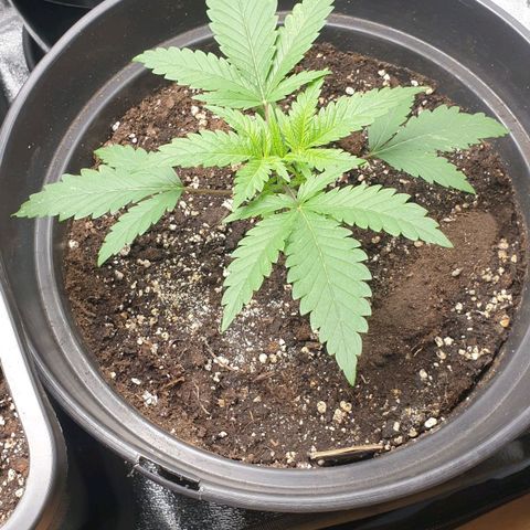 Somango XL Flo -63 ☆-9 S growlog timeline photo