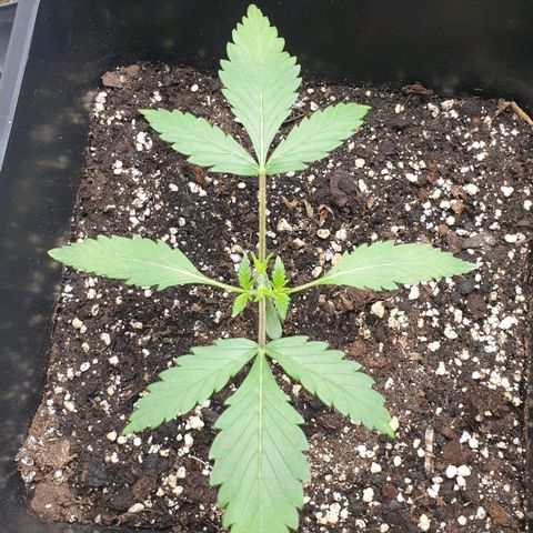 Royal Critical Automatic Flo -50☆7S growlog photo: Coupé à 2 etages