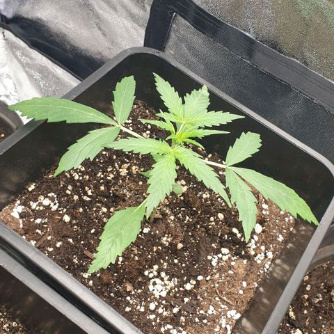 Royal Critical Automatic Flo -50☆7S growlog timeline photo