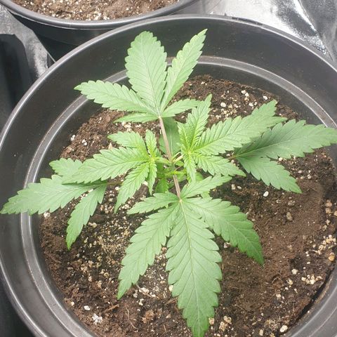 Somango XL Flo -63 ☆-9 S growlog timeline photo