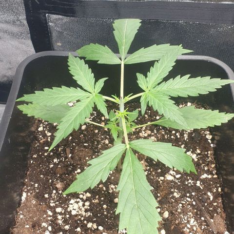 Royal Critical Automatic Flo -50☆7S growlog timeline photo