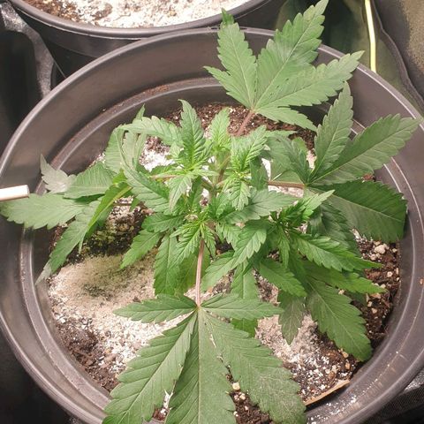 Somango XL Flo -63 ☆-9 S growlog timeline photo