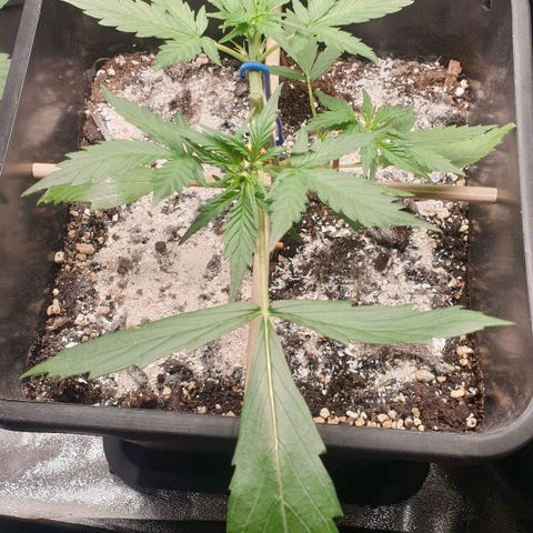 Royal Critical Automatic Flo -50☆7S growlog timeline photo