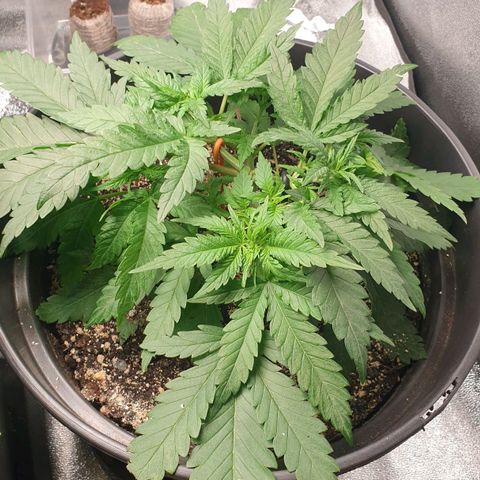Somango XL Flo -63 ☆-9 S growlog timeline photo