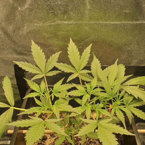 Royal Critical Automatic Flo -50☆7S growlog timeline photo